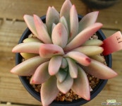 루비도나41 다육식물