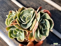 에스메랄다 다육식물