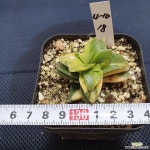 신동금 다육식물