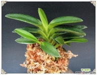 담로 풍란(보급종)