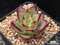 로즈팜1-17 다육식물