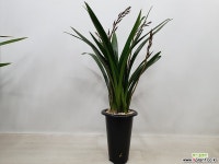 산천보세(7-8촉) 기타 동양란