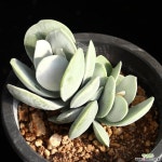 설어소 2 다육식물