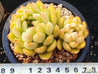 아이스에이지 414-13 다육식물