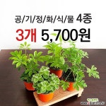 [특가할인] 구문초, 홍콩 야자, 장미 허브, 야래향 /소형 1+1+1 / 중형 1+1 공기정화식물