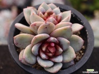 독일샴페인 군생 S0572 다육식물