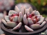 독일샴페인 군생 S0572 다육식물