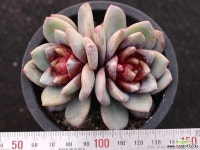 독일샴페인 군생 S0572 다육식물