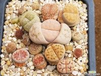 리톱스 104-1376 리톱스/메셈