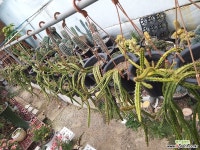 미국쥐꼬리 선인장 [입고 ] 선인장