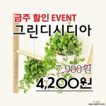 디시디아 특가할인! 관엽식물