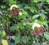 (500립)더덕[씨앗] 꽃/야생화 씨앗