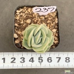 러블리로즈0425-237 다육식물