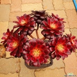 마리드퀸 10두군생(금8두 블랙2두) 다육식물