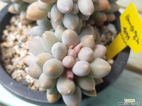 땡굴땡굴 묵둥이 베이비핑거-4277 다육식물