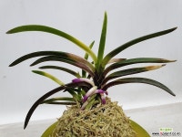 화영-루비근이 최고 풍란 부귀란(명품관)