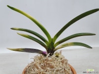 화영 풍란 부귀란(명품관)