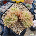 레이첼철화 다육철화