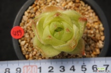 459 sp하월시아 하월시아