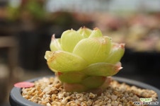 459 sp하월시아 하월시아