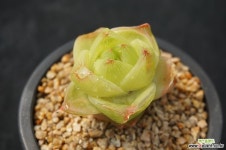 459 sp하월시아 하월시아