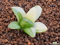 하월시아금 104-6029 하월시아