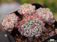 화이트미니마 적심군생 S0826 다육식물