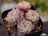 화이트미니마 적심군생 S0826 다육식물