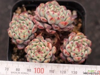 화이트미니마 적심군생 S0826 다육식물