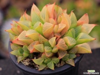 야로수 S0834 다육식물