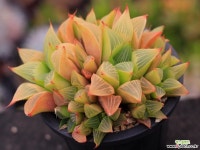 야로수 S0834 다육식물