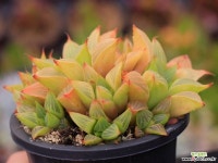 야로수 S0834 다육식물