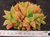 야로수 S0834 다육식물