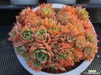 스틸철화 다육철화