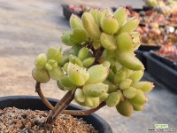 웅동자금 204-6083 다육식물