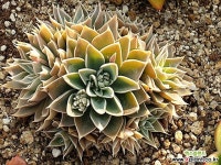 산드리아 e141 다육식물