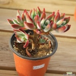 부용자연 0504-28 다육식물