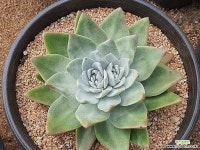 환엽초상 105-5693 두들레야