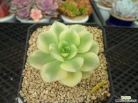 니크셔나금5-578 다육식물