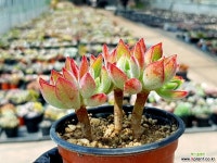 부용(합식) 28- 다육식물