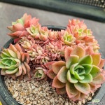 파이브스타철화에서 불렸네요! 다육철화