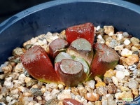 대경만상 48-24 하월시아