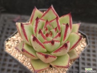 시리우스117 다육식물