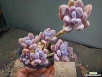 일본미인묵은둥이 506-2555 다육식물