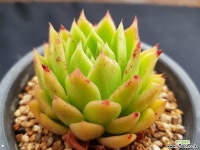 나빌레라금무지5762 다육식물