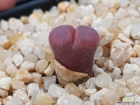 C.Ophthalmophyllum friedrichiae C10 (분채배송)  코노피튬