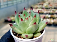 로즈팜 59-438 다육식물