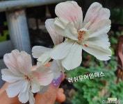 러쉬무어인더스(조날틱제라늄) 초본류