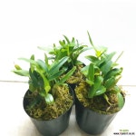 홍매 석곡  석곡