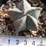 10ㆍ노란꽃이쁜.온즈카난봉옥선인장.꽃사진첨부  선인장